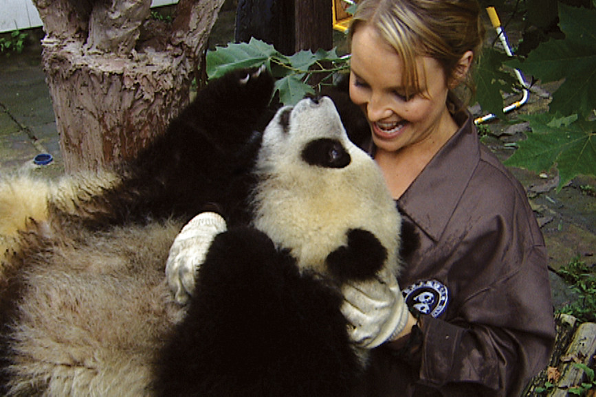 Sneezing Baby Panda