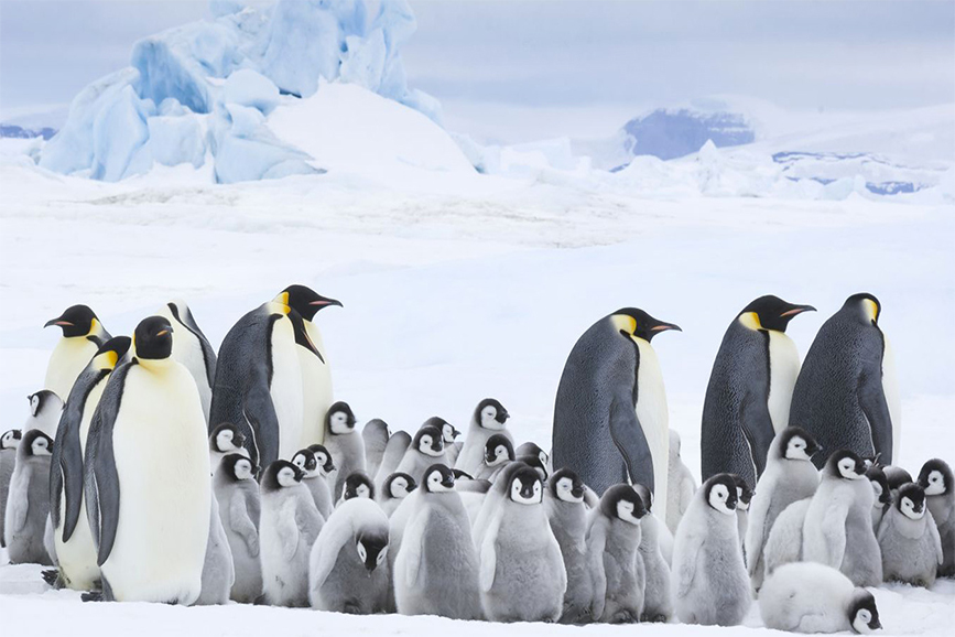 La marcia dei pinguini - Il richiamo (foto)