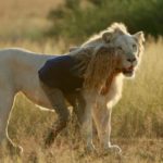 Box office Italia: stravince “Mia e il leone bianco”