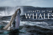 Secret of the Whales: il trailer della docuserie di James Cameron
