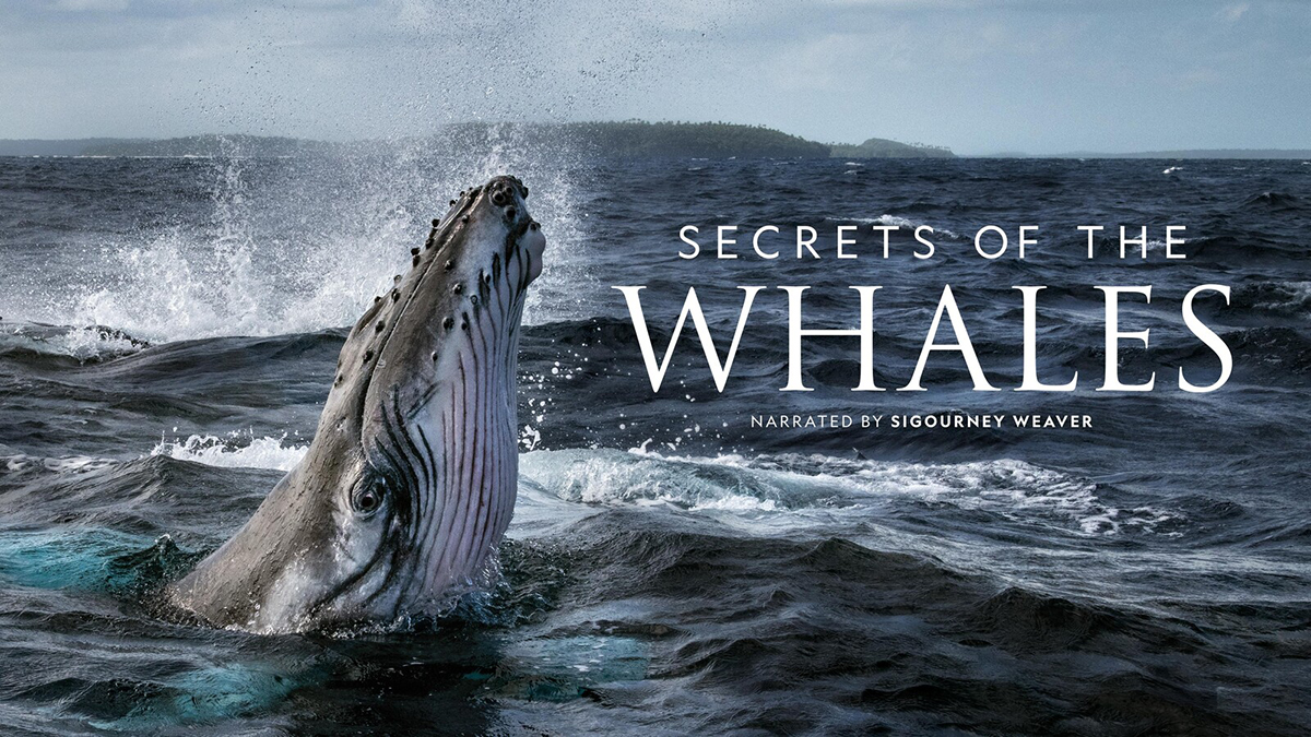 Secret of the Whales copertina