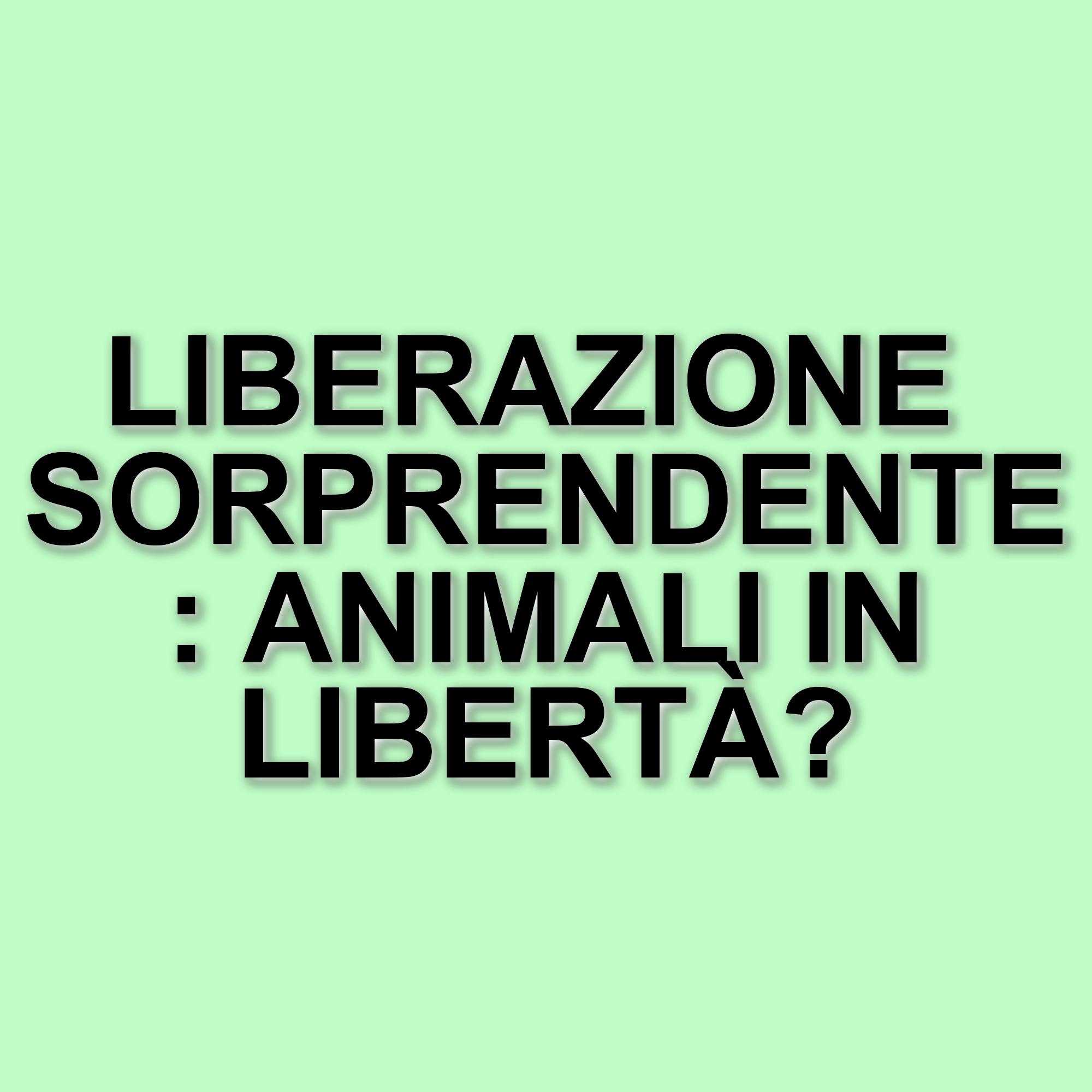 La liberazione degli animali dal Circo Martin: il documentario di Andrea Morabito nei cinema italiani